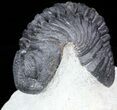 Detailed, Pedinopariops Trilobite - Mrakib, Morocco #55978-3